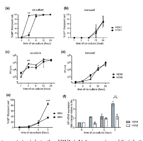 H5N1 cell-to-cell transmission is faster than H1N1. (a,b) A comparison... | Download Scientific ...