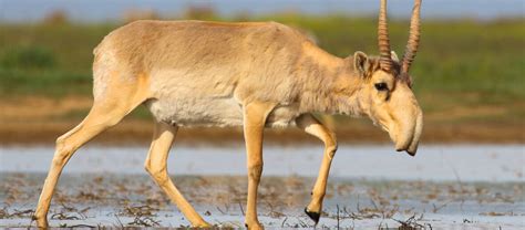 The Highly Endangered Saiga Antelope | Critter Science