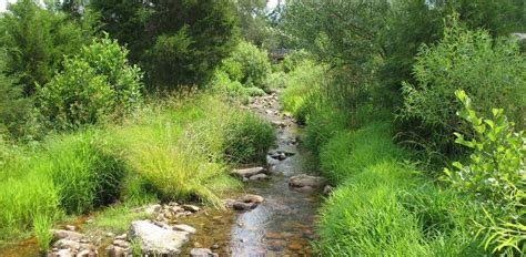 Mini-guide to Types of Riparian Buffers | James River Association