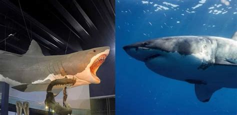 Megalodon vs Great White Shark Comparison - Ocean Info
