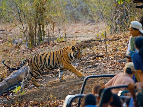 UMARIA BANDHAVGARH NATIONAL PARK – Global Travellers Guild