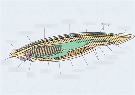 Biolab: Cephalochordata Internal Anatomy pt.2 Diagram | Quizlet