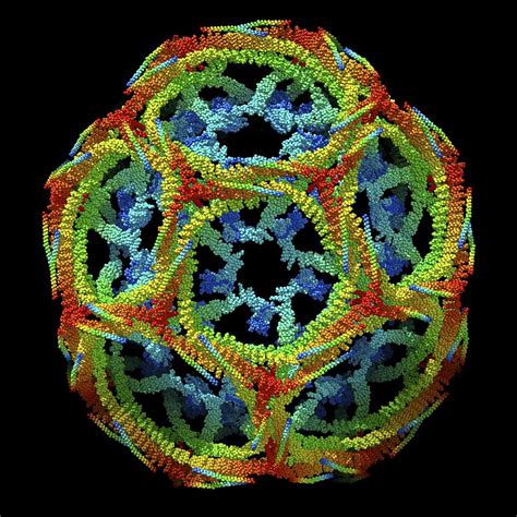 Clathrin lattice, molecular model Photograph by Science Photo Library - Fine Art America