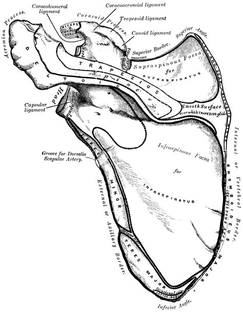 Left Scapula | ClipArt ETC