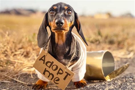 10 Best Dachshund Rescues for Adoption (2024): Our Top 10 Picks!