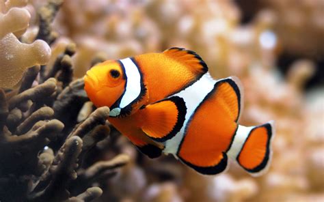 932161 Fish Wallpapers | Animals Backgrounds