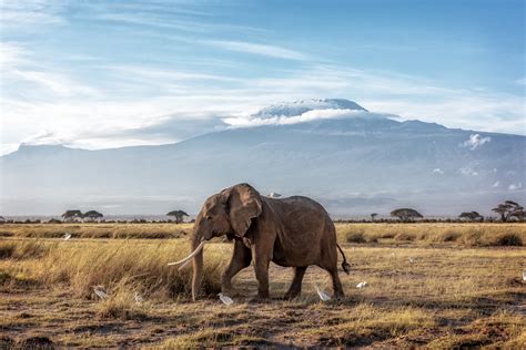 Que voir au Parc Amboseli, les incontournables à découvrir | Tourlane