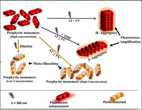 Schematic representation of the proposed mechanism for fluorescence ...