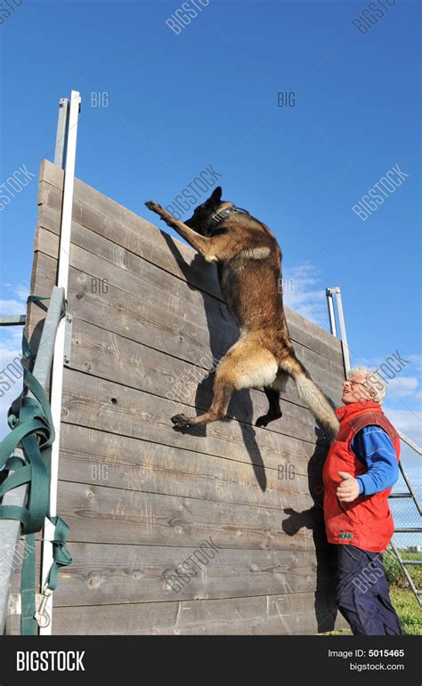 Training Police Dog Image & Photo (Free Trial) | Bigstock