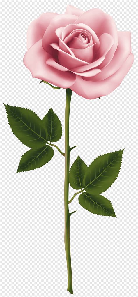 Roze roos illustratie, Rose Pink Flower, Pink Rose, knop, detailopname png | PNGEgg