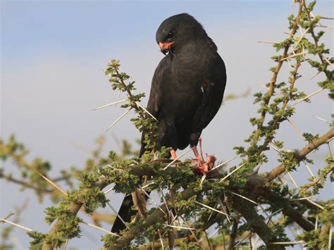 Gabar Goshawk - eBird