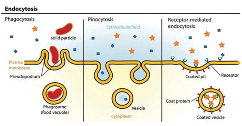 Endocytosis- Definition, Process and Types with Examples