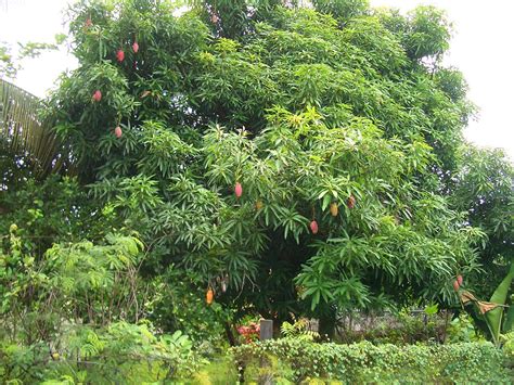 File:E9211-Nadi-mango-tree.jpg - Wikimedia Commons