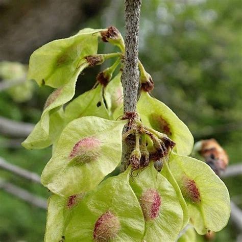 Slippery Elm Tree Seeds (Ulmus rubra winged) 20+Seeds | Tree seeds ...