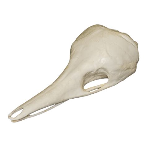 Replica Short-nosed Echidna Skull For Sale – Skulls Unlimited International, Inc.