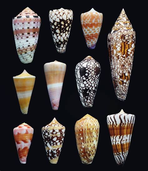 Anders Hallan on Instagram: “Cone snails - Family Conidae Cones are ...