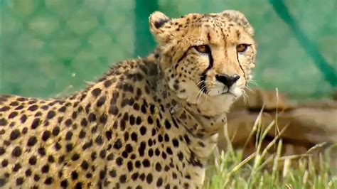 On Project Cheetah first anniversary, nine big cats dead, 15 survive