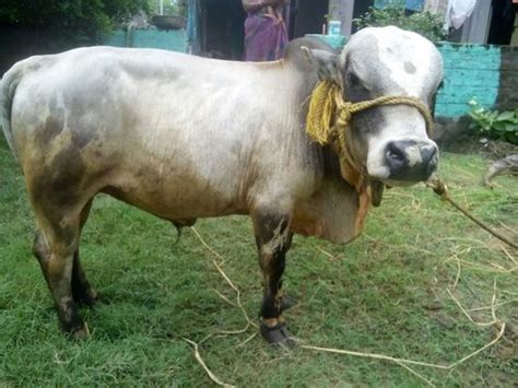 Punganur Cow at Best Price in Pedana, Andhra Pradesh | Sprint Export