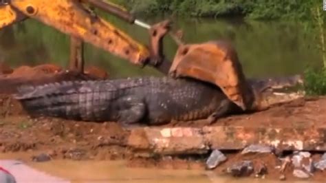 Massive crocodile found in Sri Lanka - CNN Video