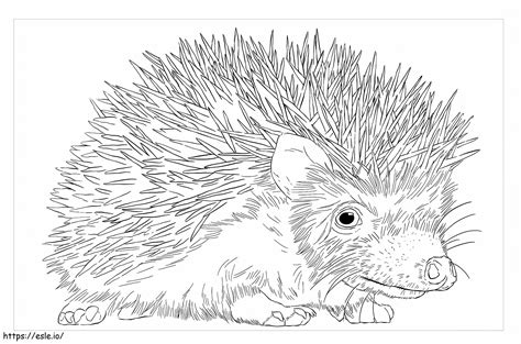 African Pygmy Hedgehog coloring page