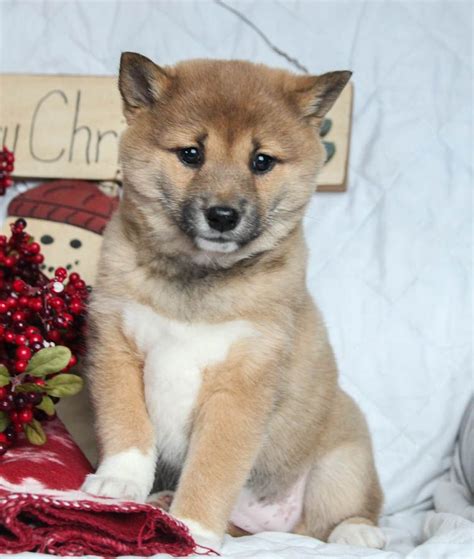 Shiba Inu Puppies For Adoption In Pa - FERQZA