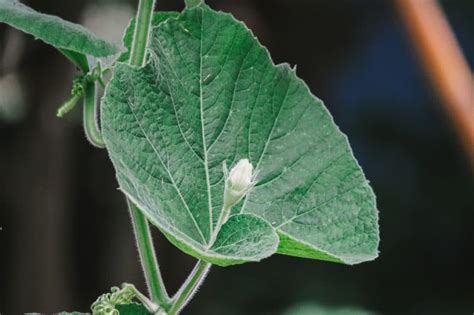 Caring for Pumpkin Vines & Keeping Them Healthy