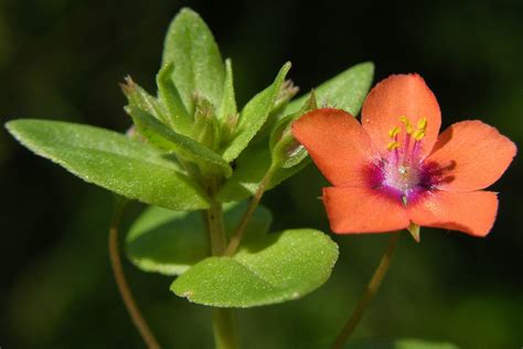 Scarlet Pimpernel (Anagallis arvensis) - Brilliant Creation