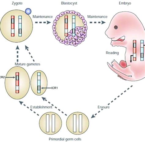 Imprinted genes are found in clusters. A. Gnas domain. B. Snrpn/Ube3a ...