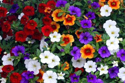 Calibrachoa Care - How To Grow And Care For Million Bells Flower