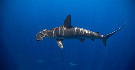 How Hammerhead Sharks Stay Warm Will Take Your Breath Away - The New ...