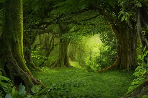 The World’s 7 Most Amazing Forests | Wanderlust