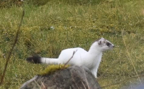 A stoat and its Lordly winter coat - Assynt Field Club