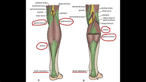 Triceps Sural Anatomie