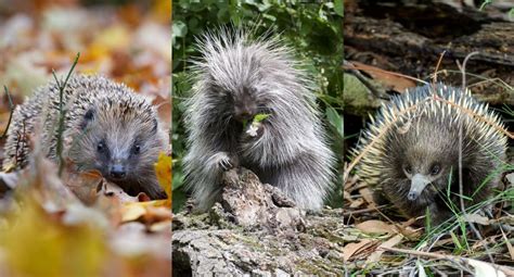 Hedgehogs vs. Porcupines vs. Echidnas (9 Points of Comparison) - Fur, Wings, & Scaly Things