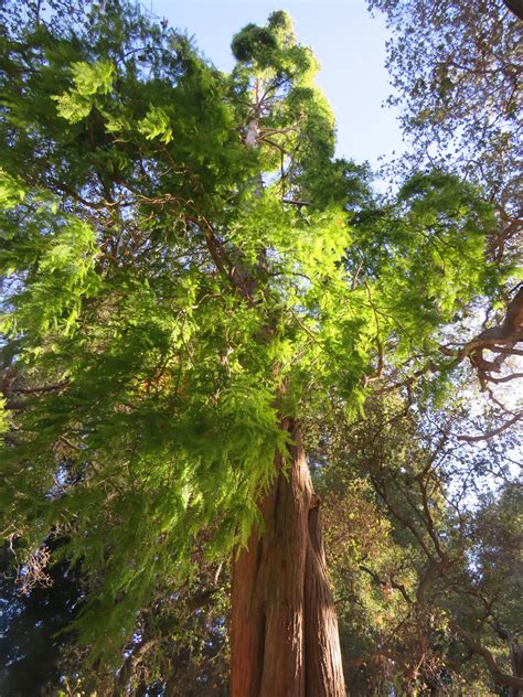 Meet The Rare Dawn Redwood at a Bay Area Park - Bay Nature