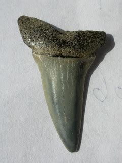 Shark tooth fossil | Shark tooth fossil from Barton-on-Sea, … | Flickr