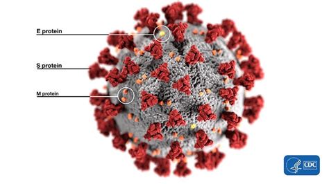 Coronavirus Research - COVID-19 - Cryo EM - Life in Atomic Resolution