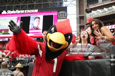 Cardinals Mascot Photos and Premium High Res Pictures - Getty Images