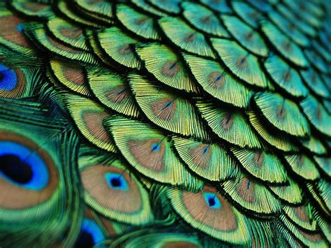 Peacock feathers up close : pics