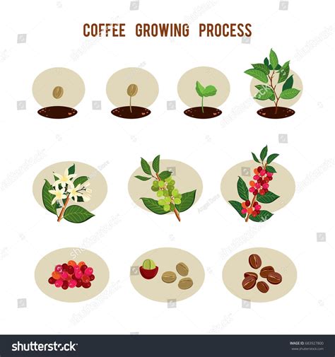 Plant seed germination stages. Process of planting and growing a coffee ...