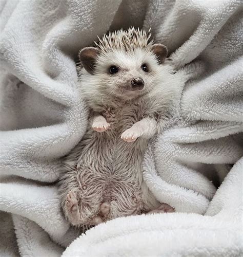 Cinnamon The Hedgehog Is Living Her Best Life, Here’s Her Average Day (17 Pics) in 2021 | Bored ...