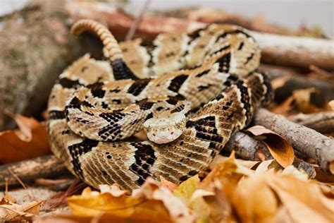 Timber Rattlesnake | Nebraska Game & Parks Commission