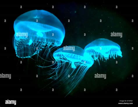 Crystal Jellyfish (Aequorea victoria Stock Photo - Alamy