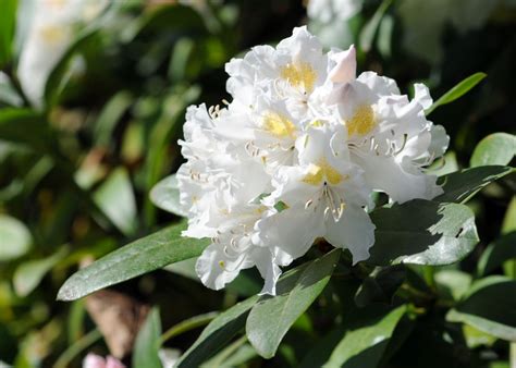 17+ white flowering evergreen shrubs ???? ???? Elegance meets endurance