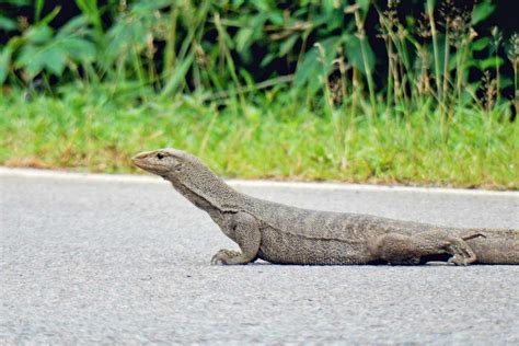 Police in Singapore Pull Monitor Lizard Off Busy Highway, Deposit It in ...