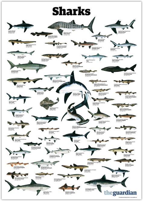 Types of Sharks - A Visual Guide