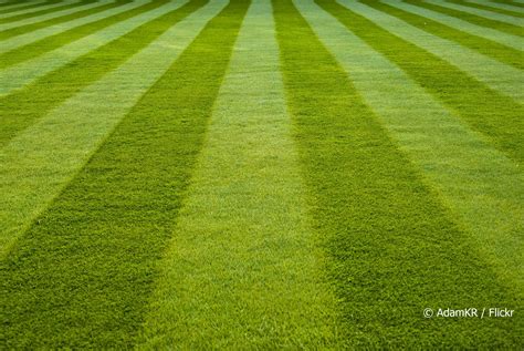 Why Clean Cut Lawns Aren’t So Cleanly Cut – Zach Sizing – Medium