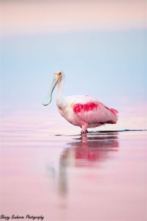 Roseate Spoonbill Photo, Bird Photography, Florida Bird, Nature, Tropical Decor, Coastal Wall ...