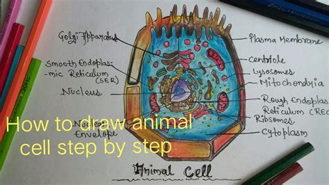 Animalia Cell Diagram