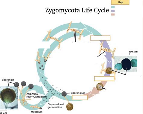 zygomycota life cycle Diagram | Quizlet